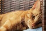 Das Vestibularsyndrom bei Katzen Wenn das Gleichgewicht ins Schwanken gerät  Aufmacher